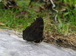 23735 Black butterfly.jpg
